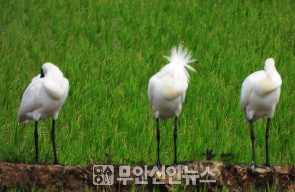 향토사학자 조기석 씨 제공