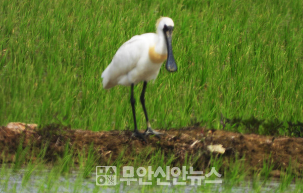 향토사학자 조기석 씨 제공